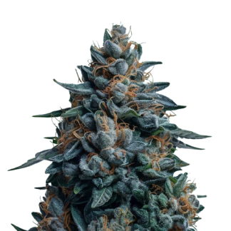 Blueberry
