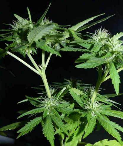 Codeine Kush – Image 4