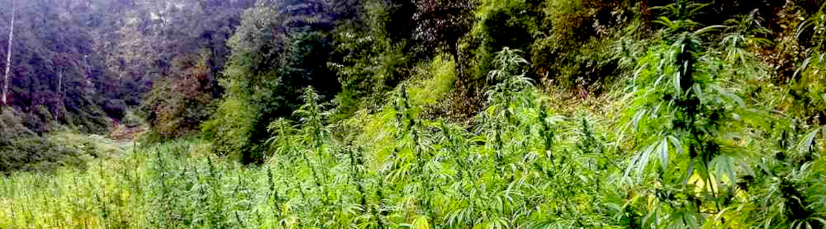 culture-du-cannabis-en-guerilla