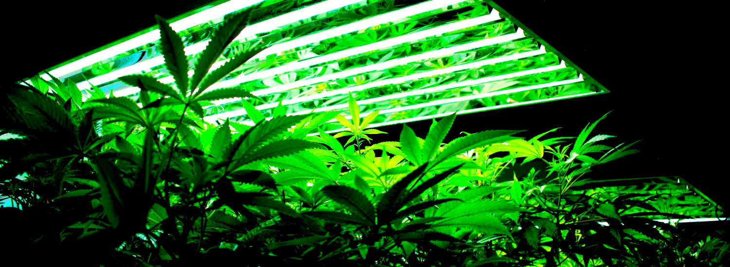 eclairage cannabis