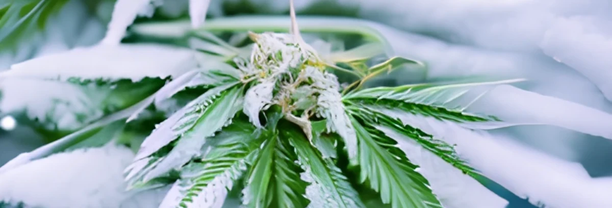 froid-cannabis