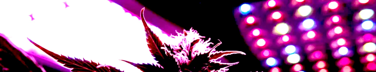 culture du cannabis sous led