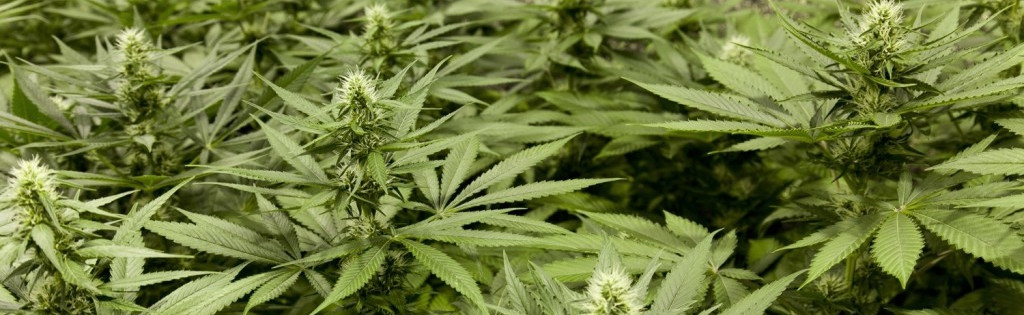 culture du cannabis en marée verte
