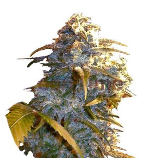 Mobydick Auto