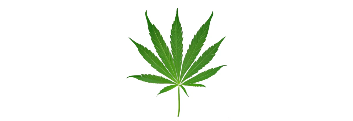 cannabis sativa