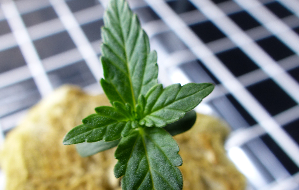 La Phase de Croissance du Cannabis