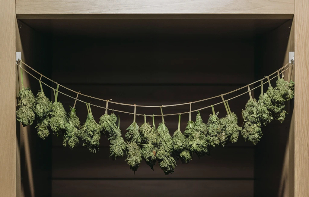 Le Séchage du Cannabis