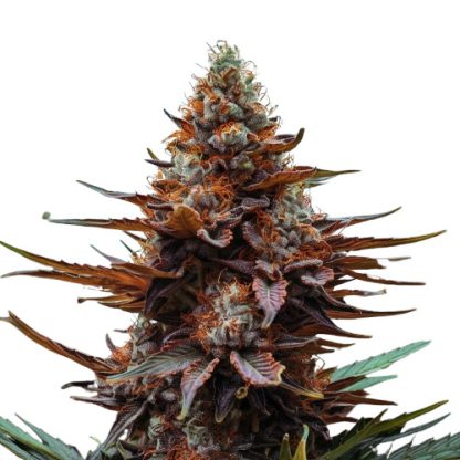 auto orange bud