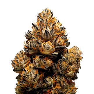agent orange
