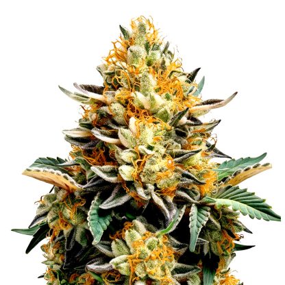 banana kush