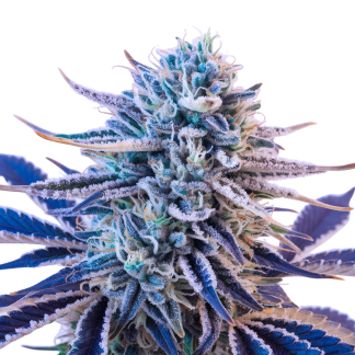 Blue Gelato