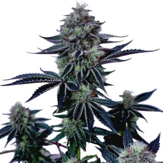 ghost OG